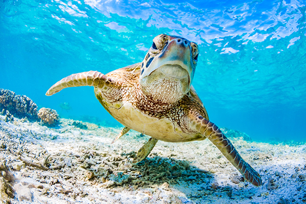 Green Turtle in Queensland